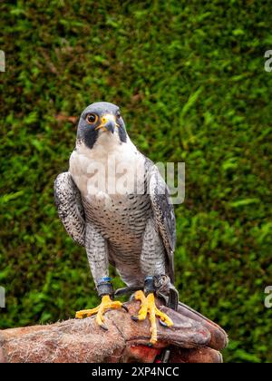 Peregrine Falcon. Showing claws, jesses and rings on its legs. Male bird sat on falconers gloved hand. Wales, UK. Stock Photo