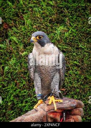 Peregrine Falcon. Showing claws, jesses and rings on its legs. Male bird sat on falconers gloved hand. Wales, UK. Stock Photo