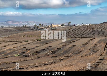 Typical grape growing on the island of Lanzarote, Canary Islands, Spain Stock Photo