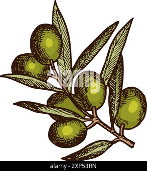 Green olives growing on branch. Greek oil tree Stock Vector