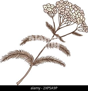 Yarrow Line Drawing Yarrow plant. Botanical illustration. Medical herb drawing Stock Vector ...