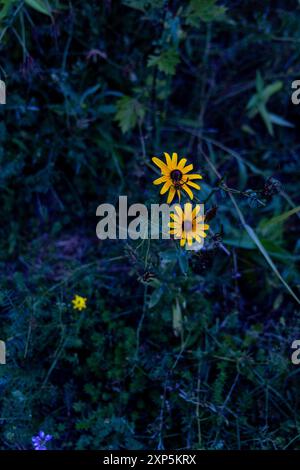 Yellow Flowers during Blue Hour Stock Photo