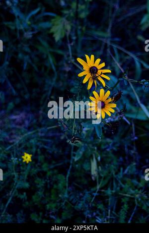 Yellow Flowers during Blue Hour Stock Photo
