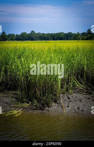 Tall Grass Along South Carolina Wetland Coastal Landscape Stock Photo