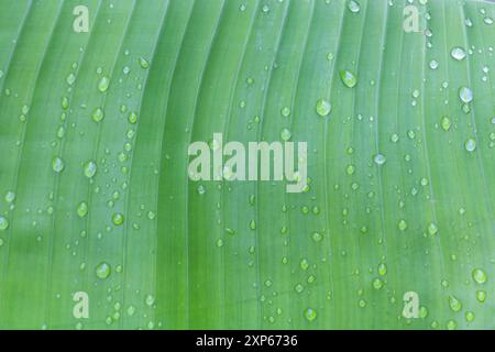Close-up of banana leaf with water drops, texture background. Green leaves close up with natural raindrops on the surface. fresh green nature pattern. Stock Photo