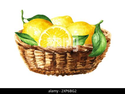 Basket with Fresh Lemon fruits. Hand drawn  watercolor illustration isolated on white background Stock Photo