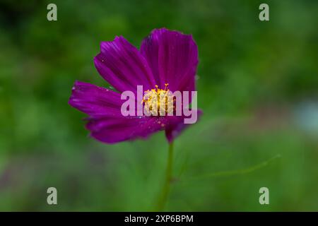 Vibrant Purple Flower With Yellow Stamens Set to Bokeh Background Stock Photo