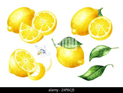 Fresh Lemon fruit set, with zest and green leaves. Hand drawn watercolor illustration isolated on white background Stock Photo