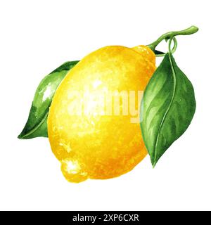 Fresh Lemon fruit with green leaves. Hand drawn watercolor illustration isolated on white background Stock Photo