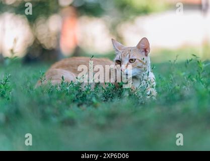 Ginger cat laying on the ground outdoors enjoing its natural environment. Stock Photo