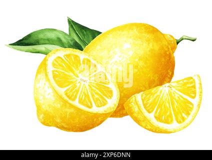 Fresh Lemon fruits with green leaves. Hand drawn watercolor illustration isolated on white background Stock Photo