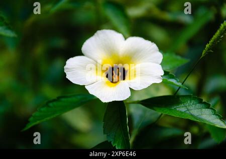 Wild flower - Turnera subulata, also known as  names white buttercup, sulphur alder, politician's flower, dark-eyed turnera and white alder Stock Photo