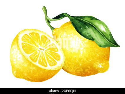 Fresh whole and half Lemon fruit . Hand drawn watercolor illustration isolated on white background Stock Photo