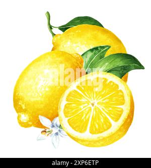 Fresh whole and half Lemon fruit with green leaves., Hand drawn watercolor illustration isolated on white background Stock Photo