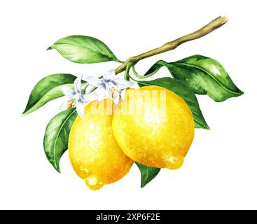 Lemon  branch with fruits and leaves. Watercolor hand drawn illustration, isolated on white background Stock Photo