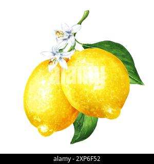 Lemon  branch with fruits, flowers and leaves. Watercolor hand drawn illustration, isolated on white background Stock Photo
