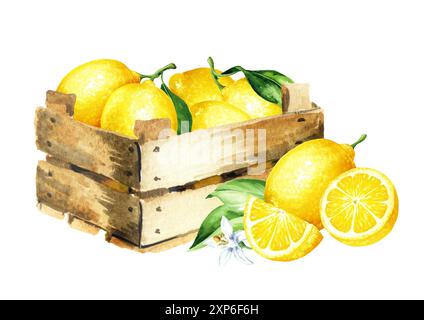 Wooden box with Fresh Lemon fruits. Hand drawn  watercolor illustration isolated on white background Stock Photo