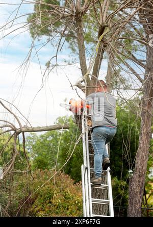 lumberjack on a ladder for cutting a tree Stock Photo