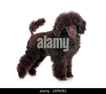 puppy poodle in front of white background Stock Photo