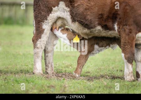 Simmental calf sucking milk from mother cow. Auckland. Stock Photo