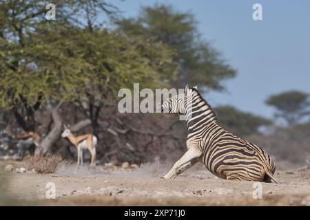 Burchell's zebras (Equus quagga burchellii) dust bathing by rolling on the ground in the Onguma Nature Reserve bordering Etosha National Park, Namibia Stock Photo