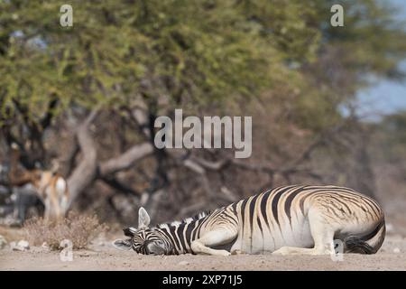 Burchell's zebras (Equus quagga burchellii) dust bathing by rolling on the ground in the Onguma Nature Reserve bordering Etosha National Park, Namibia Stock Photo