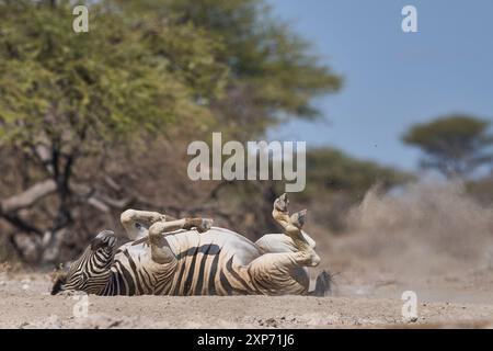 Burchell's zebras (Equus quagga burchellii) dust bathing by rolling on the ground in the Onguma Nature Reserve bordering Etosha National Park, Namibia Stock Photo