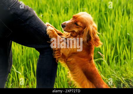 Spaniel dog and owner man is playing. Hand gently caressing a cute dog with sweet-looking eyes in a summer park. the adoption concept and the bond of Stock Photo