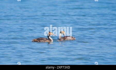 Two grebes on a lake with one little gosling riding on the back of one adult Stock Photo