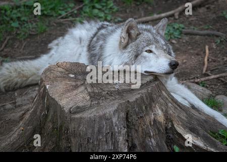 Lone, grey wolf takes a rest on a tree stump in Quebec, Canada Horizontal. Stock Photo