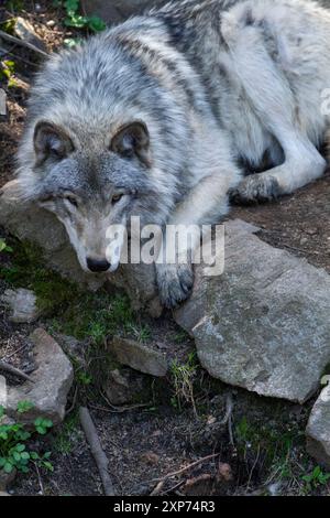 Lone grey wolf takes a rest, laying on the ground in the forest. Verical. Stock Photo