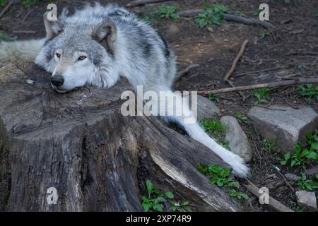 Lone grey wolf takes a rest, laying on a stump in the forest. Stock Photo