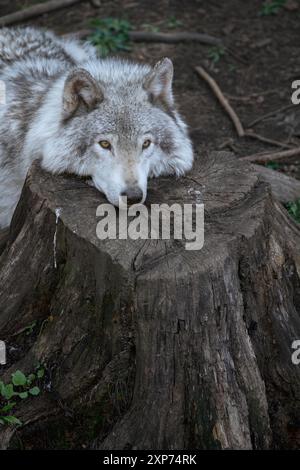 Lone grey wolf takes a rest, laying on a stump in the forest. Vertical. Stock Photo