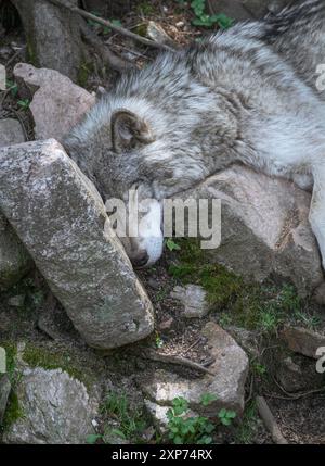 Lone grey wolf takes a rest, laying on some rocks in the forest. Stock Photo