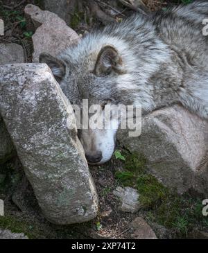 Lone grey wolf takes a rest, laying on some rocks in the forest. Stock Photo