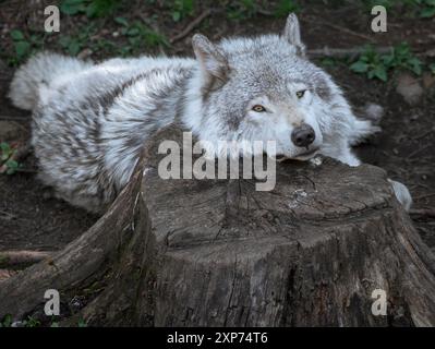Lone, grey wolf with dramatic eyes takes a rest on a tree stump in Quebec, Canada. Horizontal.' Stock Photo