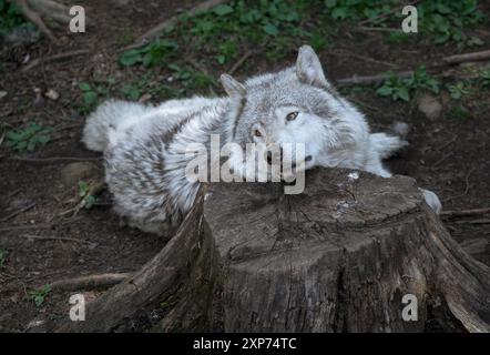 Lone, grey wolf with dramatic eyes takes a rest on a tree stump in Quebec, Canada. Horizontal.' Stock Photo