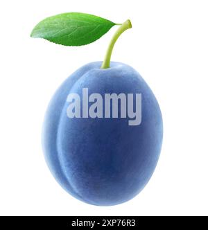 Single blue plum hanging on a stem with leaf isolated on white Stock Photo