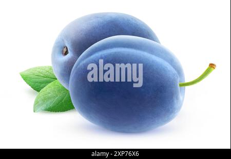 Two whole blue plums isolated on white Stock Photo