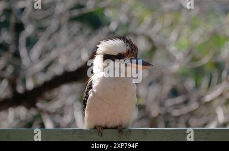 Australia, Carina, Brisbane, a young Kookaburra bird, head in profile fluffs it feathers while resting on a wood railing in a suburban backyard Stock Photo