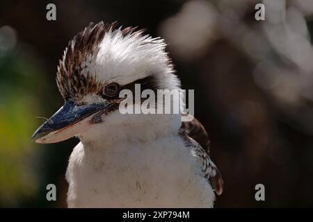 Australia, Carina, Brisbane, a young Kookaburra bird fluffs it feathers while it visits a suburban backyard 3/4 profile of it head beak and upper body Stock Photo