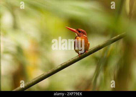 The Sulawesi dwarf kingfisher (Ceyx fallax) is a species of bird in the family Alcedinidae that is endemic to Sulawesi island, Indonesia. Stock Photo