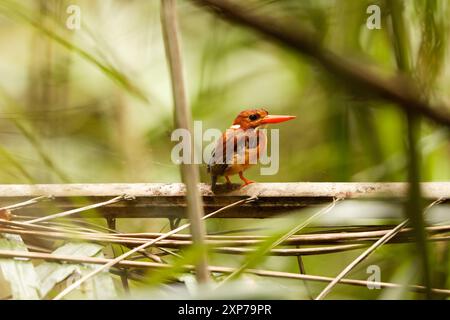 The Sulawesi dwarf kingfisher (Ceyx fallax) is a species of bird in the family Alcedinidae that is endemic to Sulawesi island, Indonesia. Stock Photo