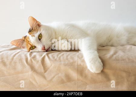 A sick and depressed kitten lies in bed Stock Photo