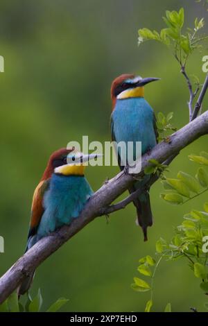 Bienenfresser, Merops apiaster, European bee-eater Stock Photo
