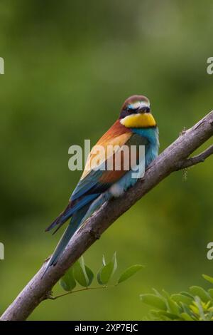 Bienenfresser, Merops apiaster, European bee-eater Stock Photo