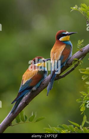 Bienenfresser, Merops apiaster, European bee-eater Stock Photo