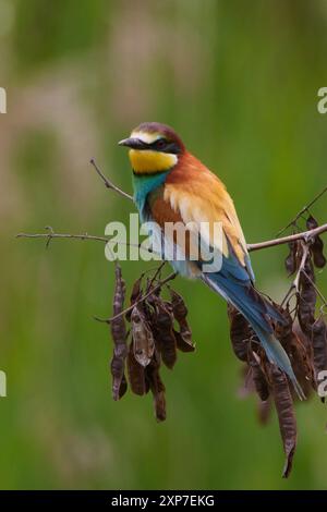 Bienenfresser, Merops apiaster, European bee-eater Stock Photo
