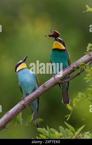 Bienenfresser, Merops apiaster, European bee-eater Stock Photo