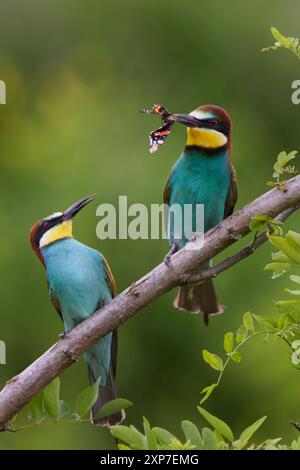 Bienenfresser, Merops apiaster, European bee-eater Stock Photo